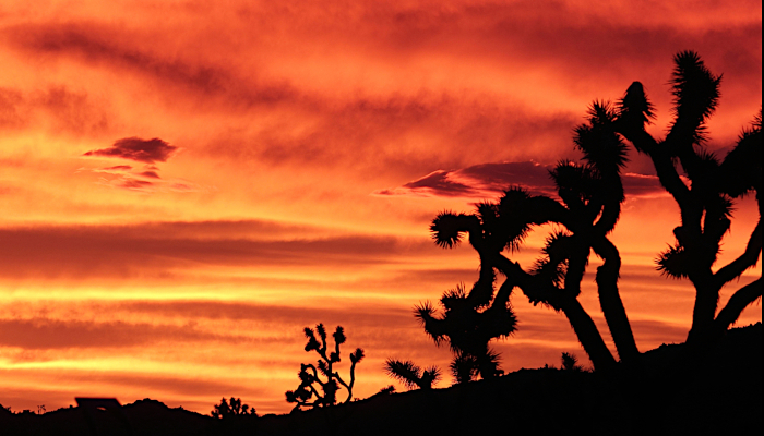 Golden Joshua Tree Sunset
